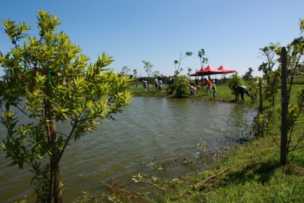 圖中左右兩側即為水社柳，仔細看，沿水際還有些許植株，這都是館方刻意人工栽種的