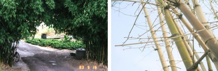 圖4及圖5.大福陳宅僅存的內圈長枝仔竹圍（左）及一欉箣竹（右）。（蘇美如拍攝，1994、2003）