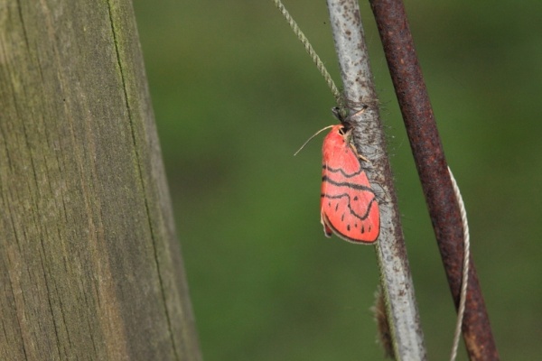 露鏽苔蛾剛羽化靜靜的停在木架上。