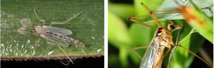 左：搖蚊提供生態池物種的食物。 / 右：大蚊跟蚊子不一樣，不會叮人。