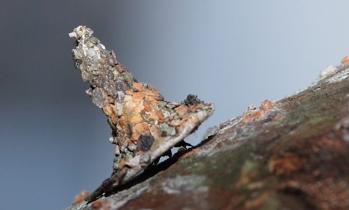 蓑蛾的幼蟲像戴著高帽在樹幹上爬行。