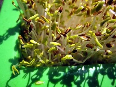 秋香手作坊-家庭手工芽菜DIY