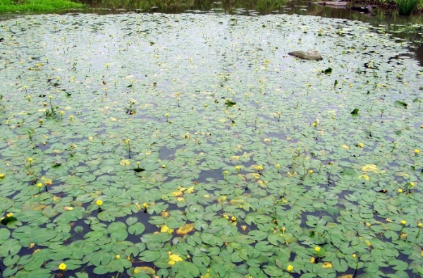 一大片的臺灣萍蓬草。（攝影者：賴擁憲）