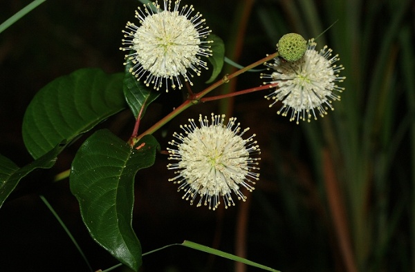風箱樹開花。(攝影者：賴擁憲)