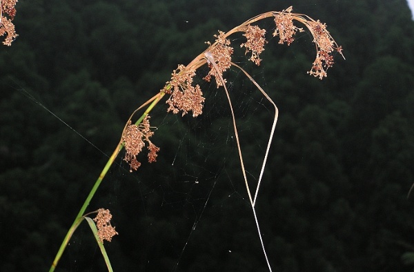 華克拉莎。(攝影者：賴擁憲)