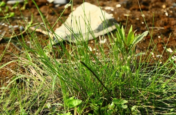 看起來不起眼的針狀莖桿植物-四角藺。(攝影者：賴擁憲)