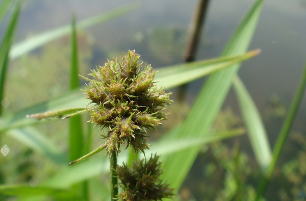 黑株蒿的果實。(攝影者：賴擁憲)