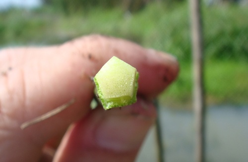 少見的五角形莖桿。(攝影者：賴擁憲)