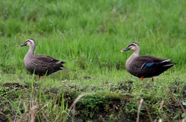 花嘴鴨（左雌右雄）是宜蘭冬季普遍出現的大型雁鴨。（攝影者：侯毅倫）