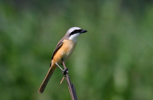 紅尾伯勞的黑色過眼線是最大的特徵。(攝影者：侯毅倫)