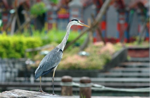 蒼鷺會長時間佇立等待牠的食物上門。（攝影者：侯毅倫）