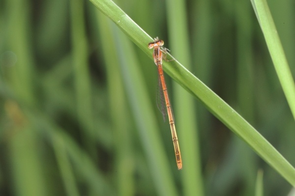 稀少的橙尾細蟌，雌未熟個體。