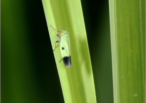 上百隻葉蟬在草叢裡跳躍。