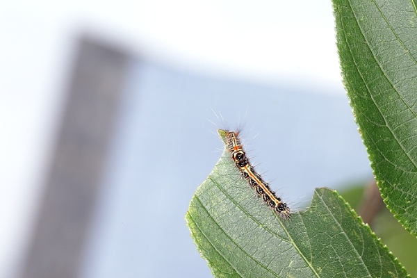 台灣黃毒蛾的幼蟲。