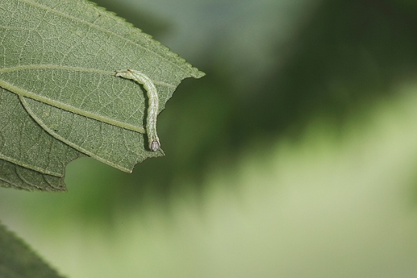 紫線黃舟蛾的幼蟲。
