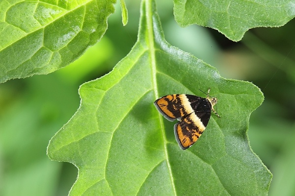 黃翅桑舞蛾擅於飛舞。