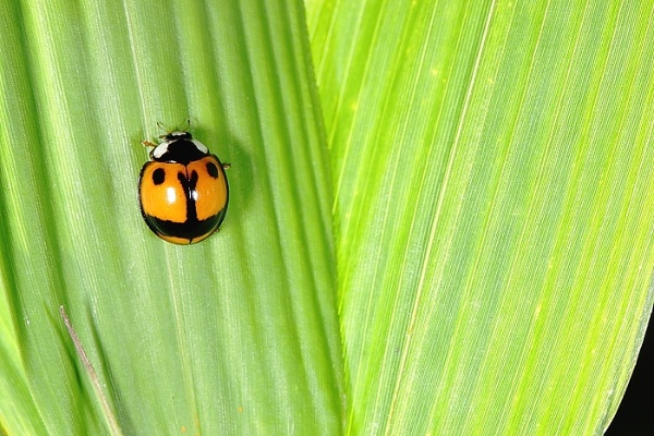 錨紋瓢蟲斑紋如錨。