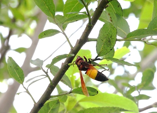 黃腰虎頭蜂在樹上尋找獵物。