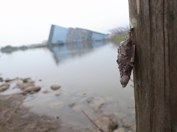 大避債蛾的巢蛹掛在木柱上等待羽化(嘎嘎老師 攝/蘭陽博物館 提供)