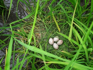 田間紅冠水雞的卵