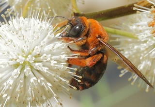 紅胸木蜂以舌尖取蜜