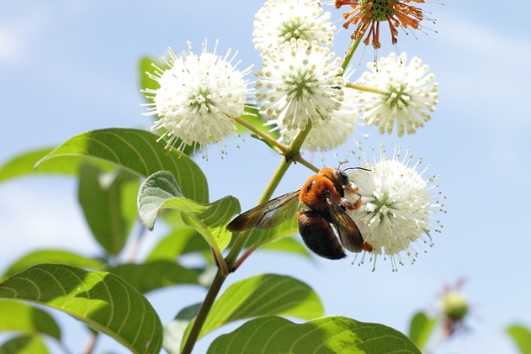 紅胸木蜂在風箱樹上賞花吸蜜