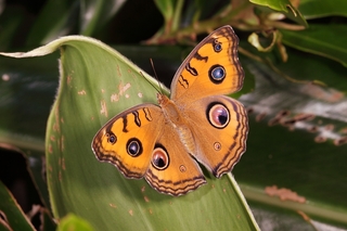 孔雀蛺蝶展翅具擬眼紋