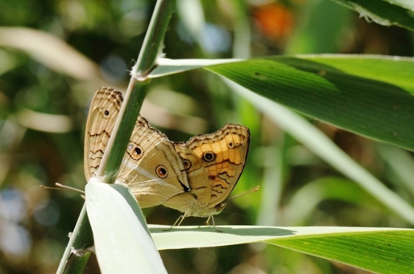 孔雀蛺蝶於蘆葦叢中交尾