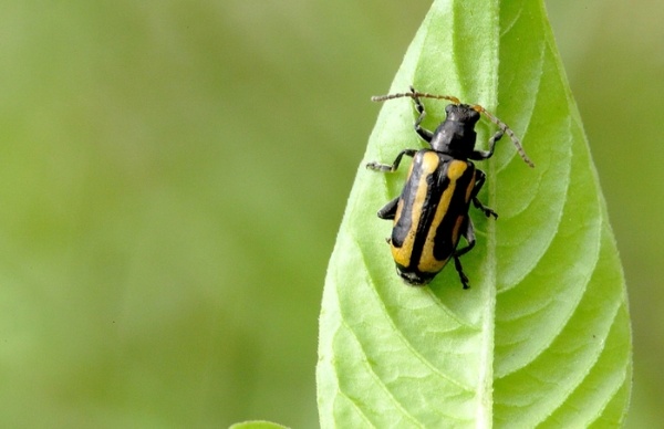 雙條長葉蚤，體背有3條黑色縱帶
