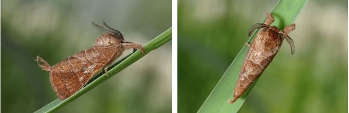左：眉原小舟蛾翅面具白色線紋 / 右：眉原小舟蛾擁有雙櫛齒狀的觸角