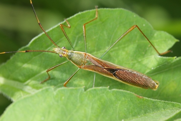 禾蛛緣椿象喜歡吸食禾本科植物汁液