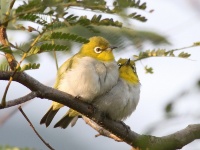 烏石礁濕地夏季風情畫-在地常見鳥類介紹