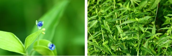 左：竹仔菜的藍色小花 / 右：竹仔菜因其葉片看似竹葉而得名