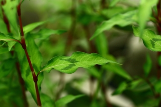 腺花毛蓼因其葉片上有兩條狀似「八」的黑斑而俗稱「八字蓼」