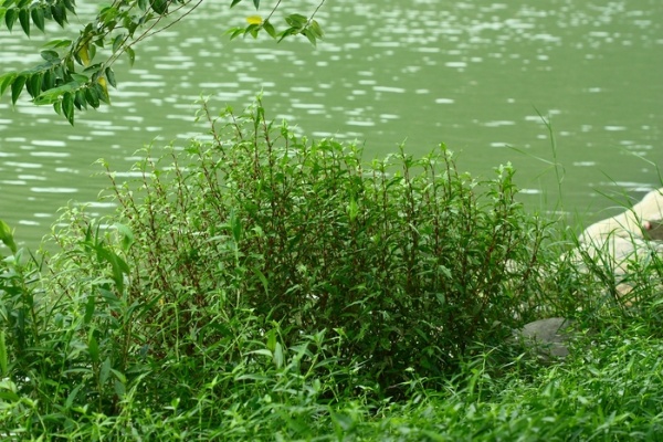 群生叢聚於岸邊的腺花毛蓼