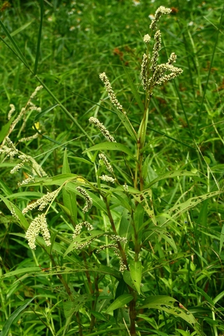 毛蓼白色的穗狀花序相當明顯易見
