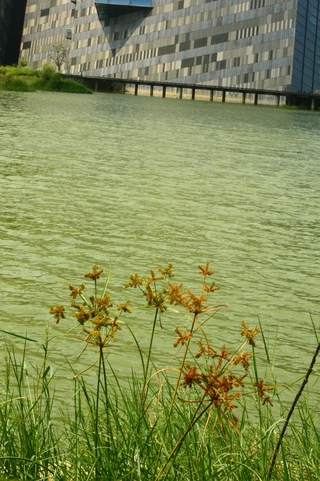 高桿莎草在臨岸邊的數量不少，適應環境力強