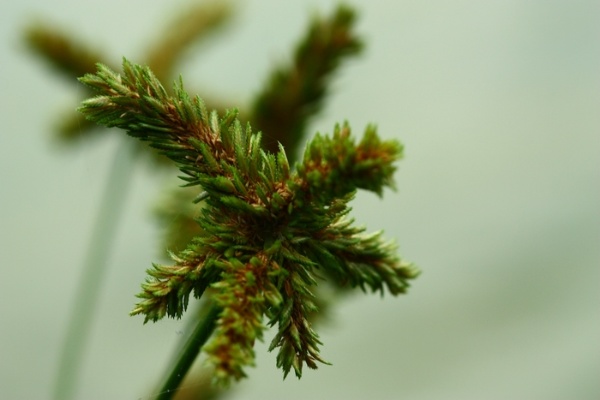 一沙一世界，一花一天堂～您覺得高桿莎草星狀排列的果實們可愛嗎？