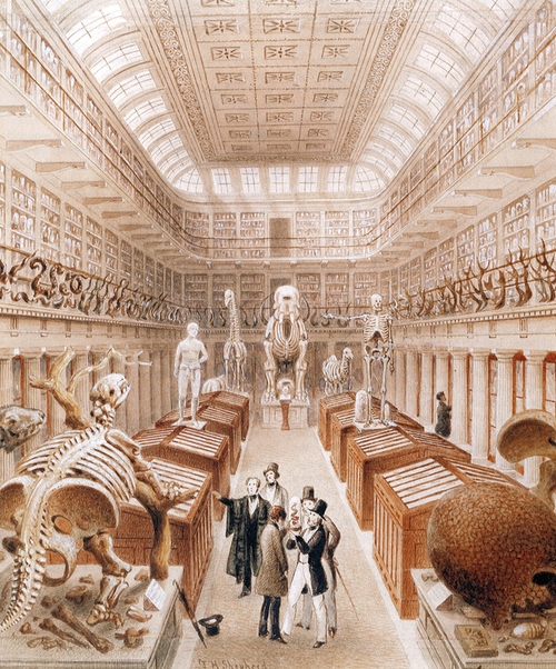 愛爾蘭皇家外科醫學院「狩獵博物館」直接採用收藏櫃和收藏庫作為展示空間，開放給大眾參觀，但當時的展示仍以中上階層的紳士為主要開放對象。（資料來源：Tradescant, 1956, p.43）