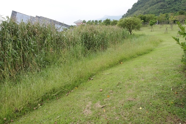 沿著水池邊留出約1-2公尺寬的區域讓雜草自然生長