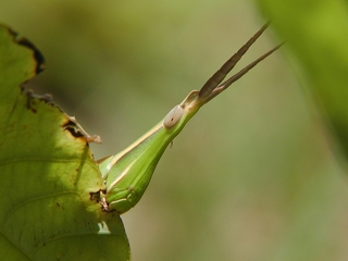 中華劍角蝗的觸角扁長