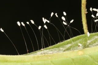 草蛉雌蟲產卵具長的柄