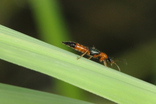 紅胸隱翅蟲，是一種小型的甲蟲，前翅很短