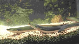 日本鰻是台灣主要的養殖對象