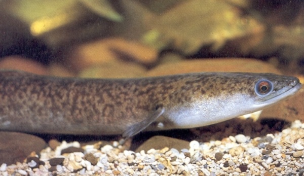 095期主視覺-「白金傳奇－鰻魚展」