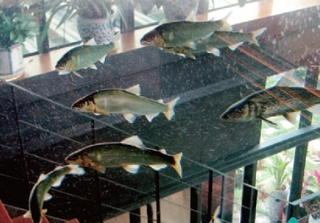 養殖業是一種高風險的行業