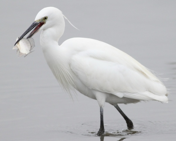 小白鷺聰明的捕獲小魚