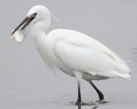 烏石礁濕地秋季生態風情畫－在地常見鳥類介紹