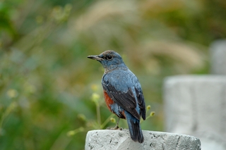 藍磯鶇雄鳥站姿直挺像是一位神氣的紳士（侯毅倫 攝）