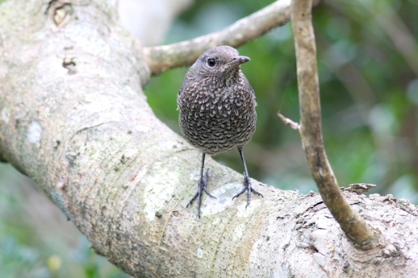 藍磯鶇雌鳥腹部淡褐色且有鱗狀斑紋（侯毅倫 攝）